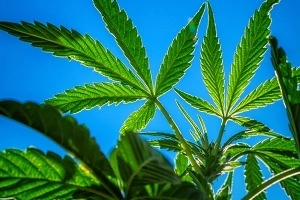 Marijuana Reclassifying as a Safer Drug